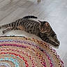 Chipie participe au concours pour gagner de l'argent avec cette photo : animal, cat, colorful, cozy, crocheted_rug, floor, furniture, home, indoor, lounging, lying_down, paws, pet, portrait, relaxed, striped_fur, tabby_cat, table_legs, tail, wood_floor