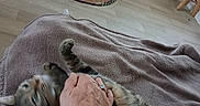 Chipie participe au concours pour gagner de l'argent avec cette photo : animal, belly_rub, blanket, cat, floor, hand, happy, home, human, indoor, living_room, lying_down, pet, petting, playful, radiator, rolling_over, rug, stool, tabby