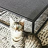 Chipie a rejoint le concours — aidez-le/la à gagner de superbes lots ! animal, carpet, cat, coffee_table, cute, floor, furniture, glass_table, green_eyes, home, indoors, living_room, pet, photography, portrait, rug, sitting, striped_fur, tabby_cat, wide_eyed