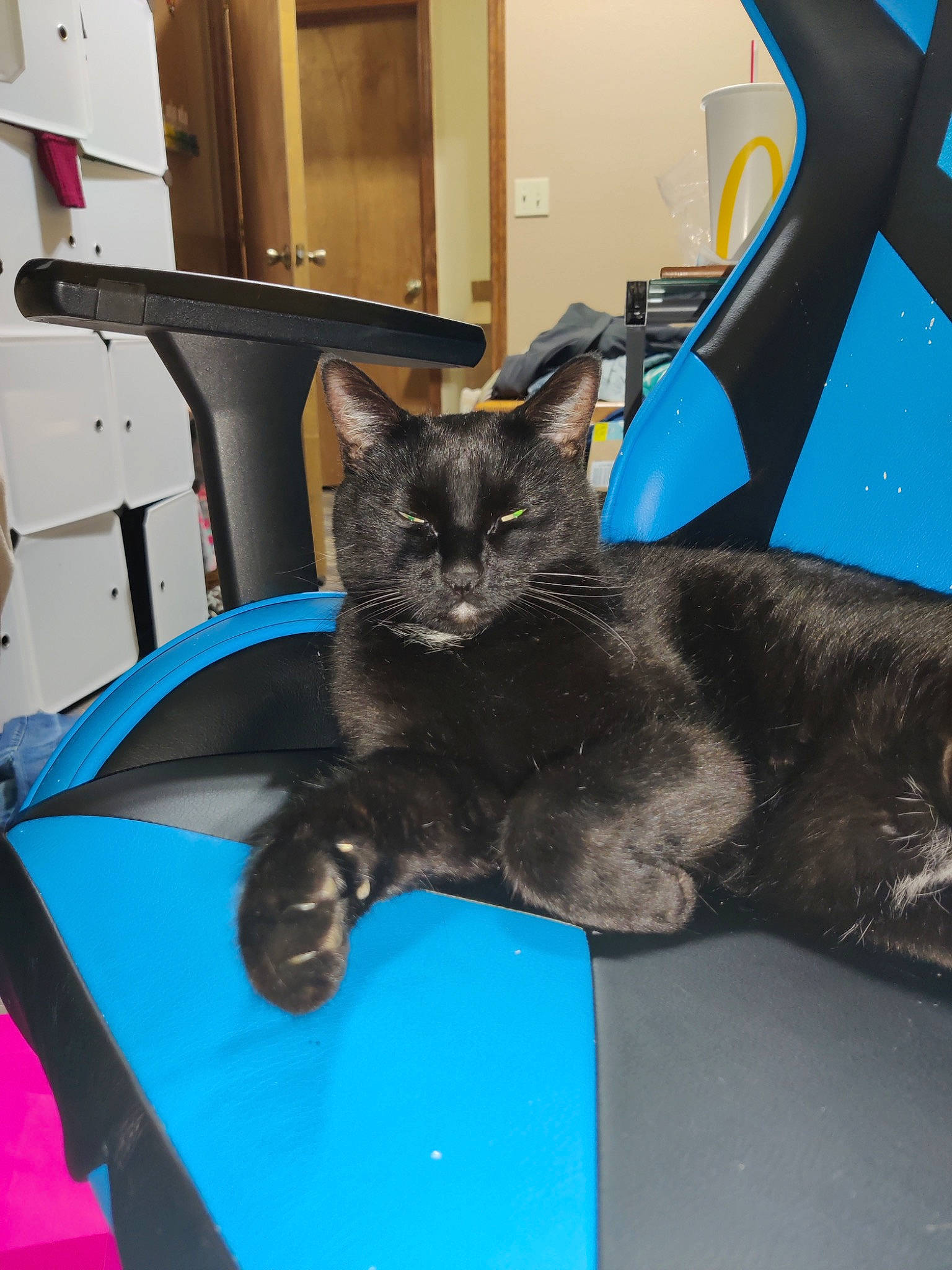 Felix joined the competition — help win amazing prizes! black_cat, blue, bombay, carnivore, cat, cat_supply, claw, comfort, domestic_short_haired_cat, electric_blue, felidae, fur, paw, russian_blue, small_to_medium_sized_cats, snout, tail, terrestrial_animal, whiskers