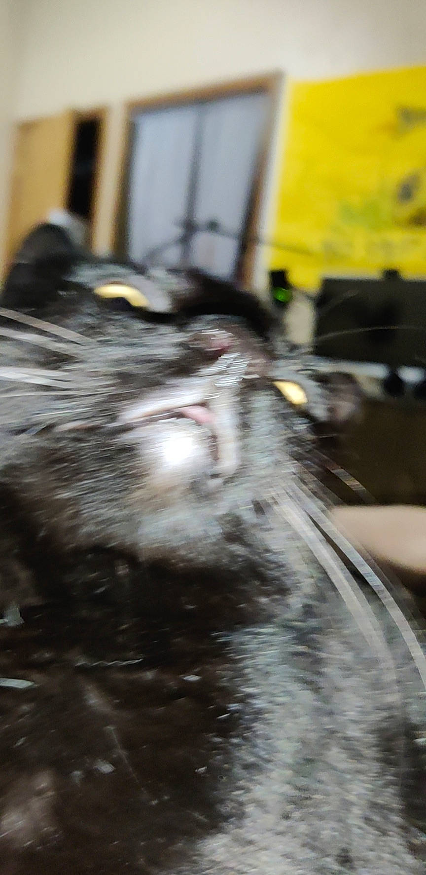 Felix is registered to the contest to win money with this photo: carnivore, cat, claw, domestic_short_haired_cat, felidae, flooring, fur, small_to_medium_sized_cats, tail, whiskers