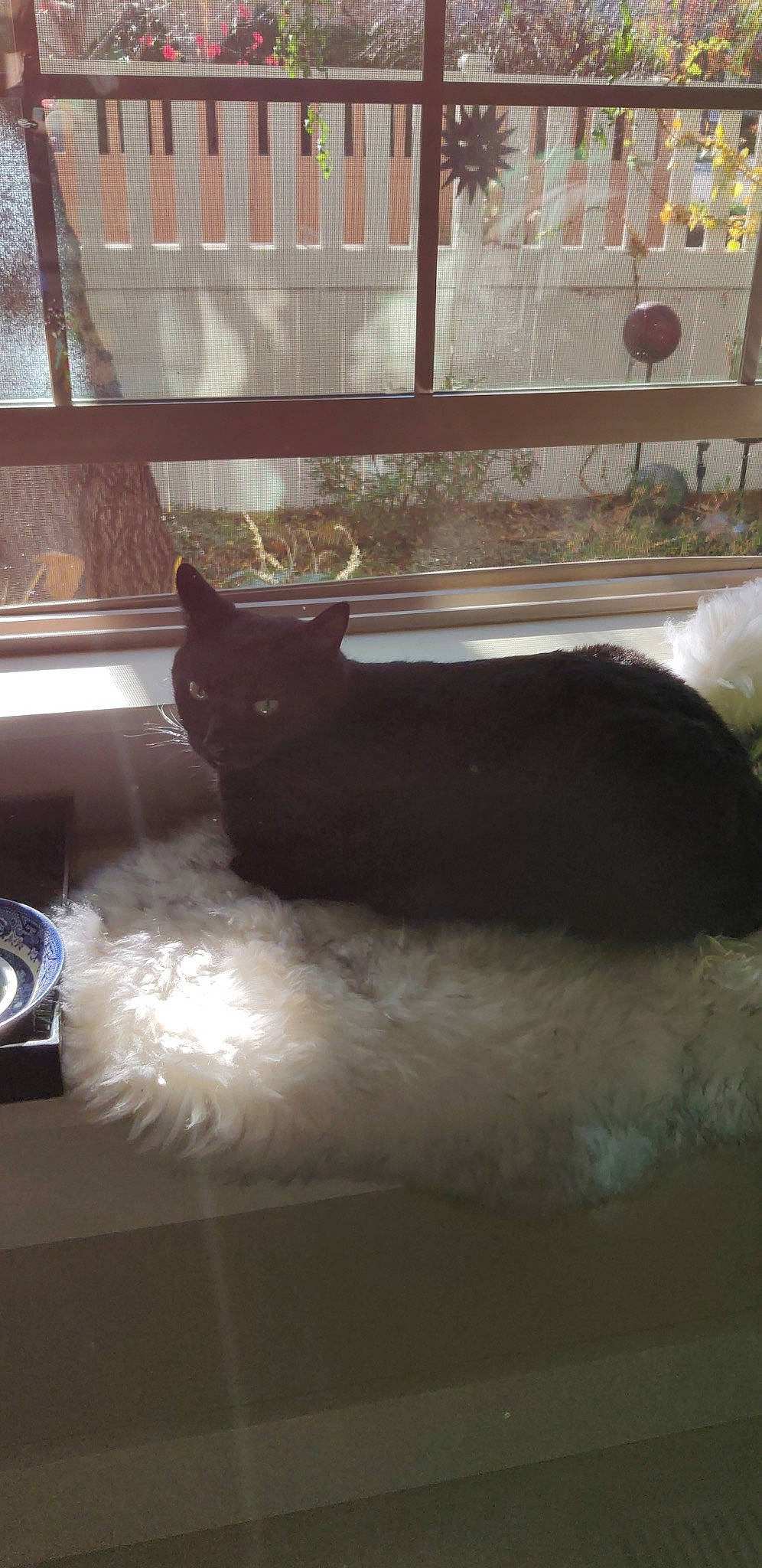 Felix joined the competition — help win amazing prizes! automotive_lighting, black_cat, canidae, carnivore, cat, comfort, domestic_short_haired_cat, felidae, floor, flooring, fur, hardwood, room, small_to_medium_sized_cats, snout, tail, tints_and_shades, watch, whiskers, wood