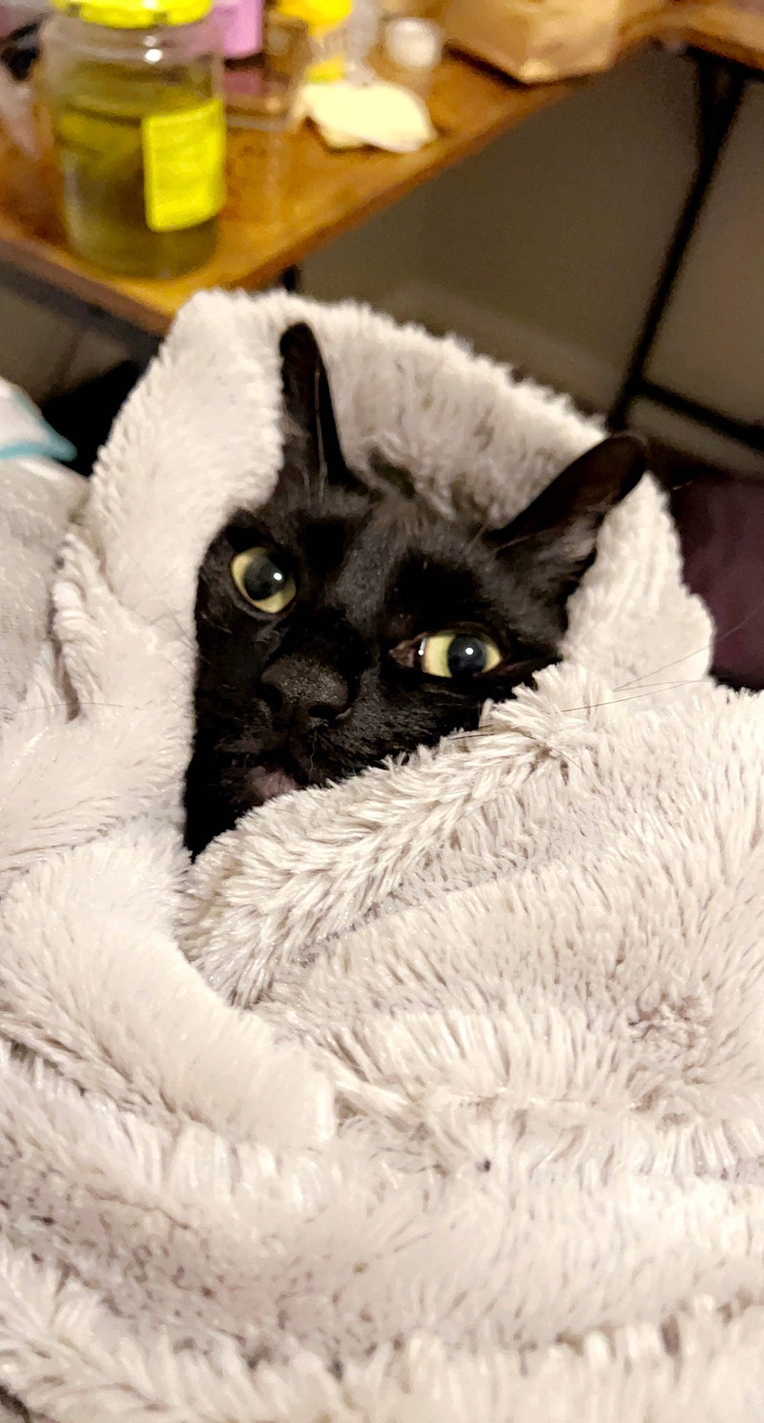 Felix is registered to the contest to win money with this photo: ball, canidae, carnivore, cat_bed, claw, comfort, companion_dog, dog, dog_breed, eye, felidae, fur, monochrome_photography, small_to_medium_sized_cats, snout, sporting_group, terrestrial_animal, toy_dog, whiskers, working_animal