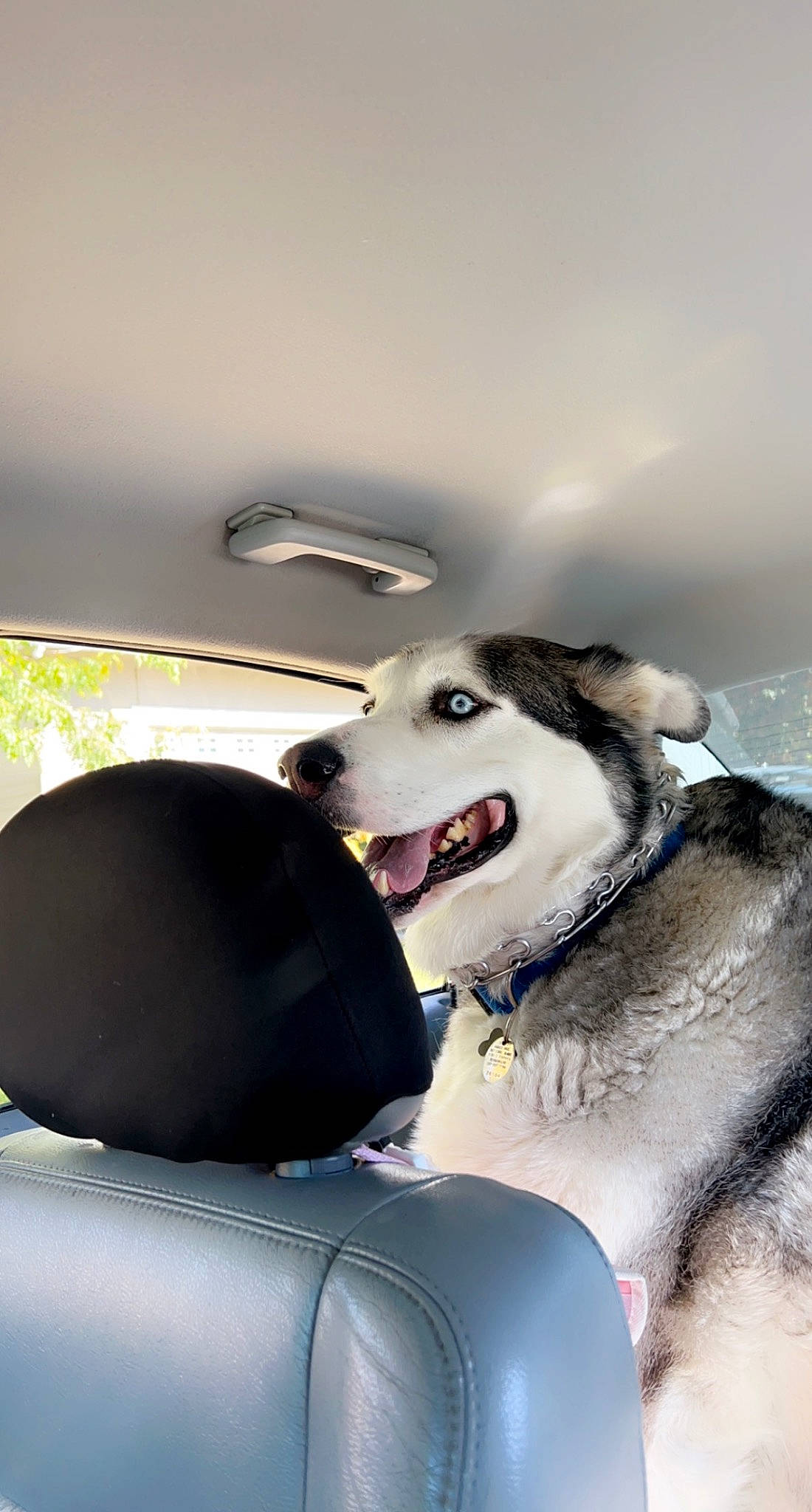 Dunkin is registered to the contest to win money with this photo: automotive_design, car, car_seat_cover, carnivore, collar, companion_dog, dog, dog_breed, dog_collar, fur, happy, head_restraint, paw, personal_luxury_car, smile, snout, sporting_group, steering_wheel, vehicle, whiskers