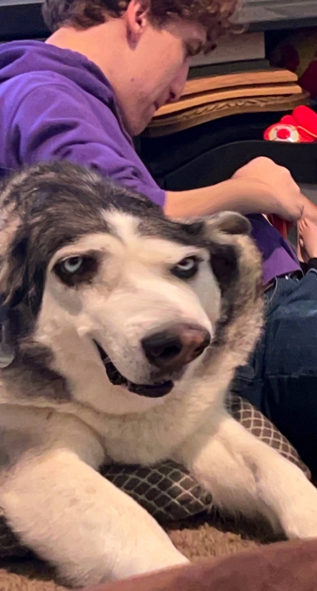 Dunkin joined the competition — help win amazing prizes! canidae, carnivore, companion_dog, dog, dog_breed, event, fun, fur, fur_clothing, sporting_group, working_dog