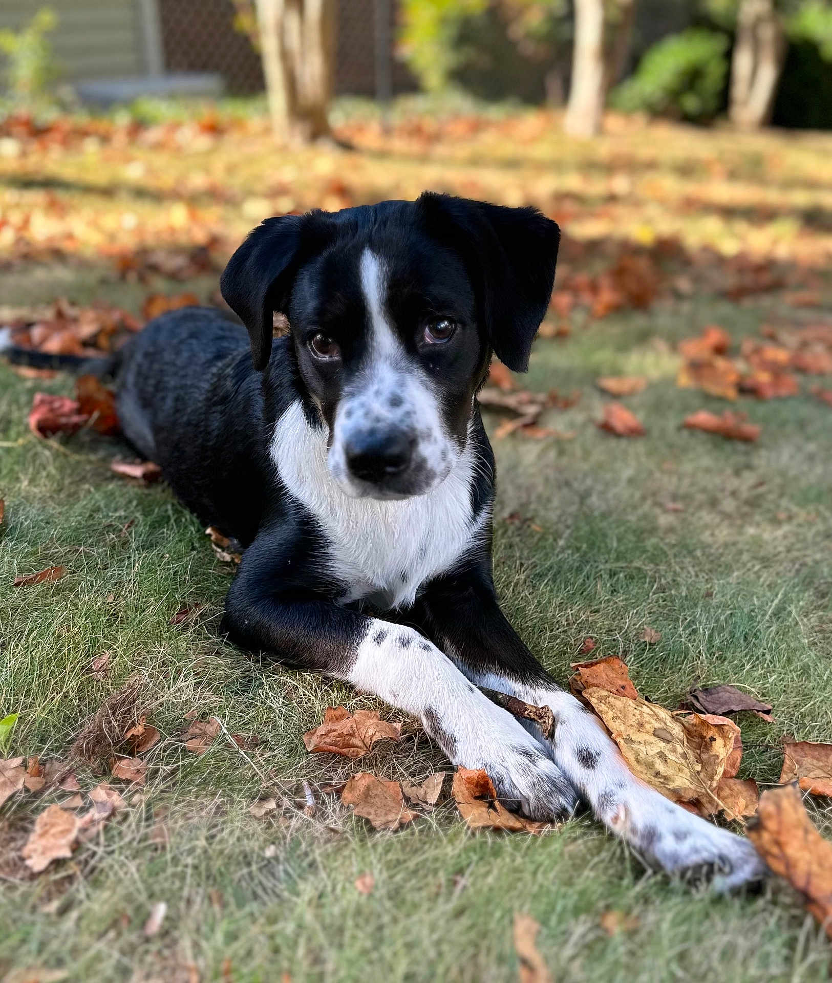 Winston Oreo joined the competition — help win amazing prizes! dog, black_and_white, laying_down, grass, autumn_leaves, outdoor, pet, animal, nature, fall, paw, close_up, cute, fur, canine, background_blur, portrait, leaf, season, adorable