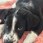 Winston Oreo joined the competition — help win amazing prizes! puppy, dog, black_and_white, close_up, lying_down, blanket, soft_texture, cute, pet, animal, fur, whiskers, nose, ears, sleepy, indoor, portrait, young, spots, relaxing