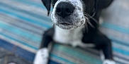 Winston Oreo joined the competition — help win amazing prizes! puppy, dog, black_and_white, close_up, cute, pet, animal, lying_down, striped_rug, outdoor, young_dog, fur, whiskers, nose, paws, looking_up, adorable, domestic_animal, friendly, playful