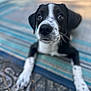 adorable, animal, black_and_white, close_up, cute, dog, domestic_animal, friendly, fur, looking_up, lying_down, nose, outdoor, paws, pet, playful, puppy, striped_rug, whiskers, young_dog