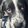 Winston Oreo is registered to the contest to win money with this photo: puppy, dog, close_up, black_and_white, nose, fur, eyes, pet, animal, cute, young, portrait, resting, indoor, leather, whiskers, snout, expression, mammal, canine