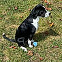 Winston Oreo joined the competition — help win amazing prizes! dog, black_and_white, sitting, grass, leaves, autumn, outdoor, pet, animal, ball, side_view, nature, canine, play, paw, fur, daytime, alert, muzzle, tail