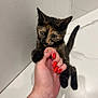Alice a rejoint le concours — aidez-le/la à gagner de superbes lots ! kitten, cat, hand, red_nails, tortoiseshell, pet, cute, animal, claw, paw, indoor, white_wall, floor, curious, clinging, small, feline, young, domestic, closeup