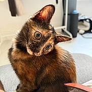 Alice a rejoint le concours — aidez-le/la à gagner de superbes lots ! cat, kitten, tortoiseshell, pet, animal, indoor, curious, feline, small, cute, fur, whiskers, ears, eyes, sitting, domestic, mammal, portrait, closeup, young