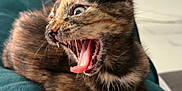 Alice participe au concours pour gagner de l'argent avec cette photo : kitten, cat, tortoiseshell, pet, tongue, mouth_open, teeth, cushion, indoor, furniture, kitchen, can, food_container, fur, animal, cute, young, resting, expression, home