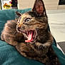 kitten, cat, tortoiseshell, pet, tongue, mouth_open, teeth, cushion, indoor, furniture, kitchen, can, food_container, fur, animal, cute, young, resting, expression, home