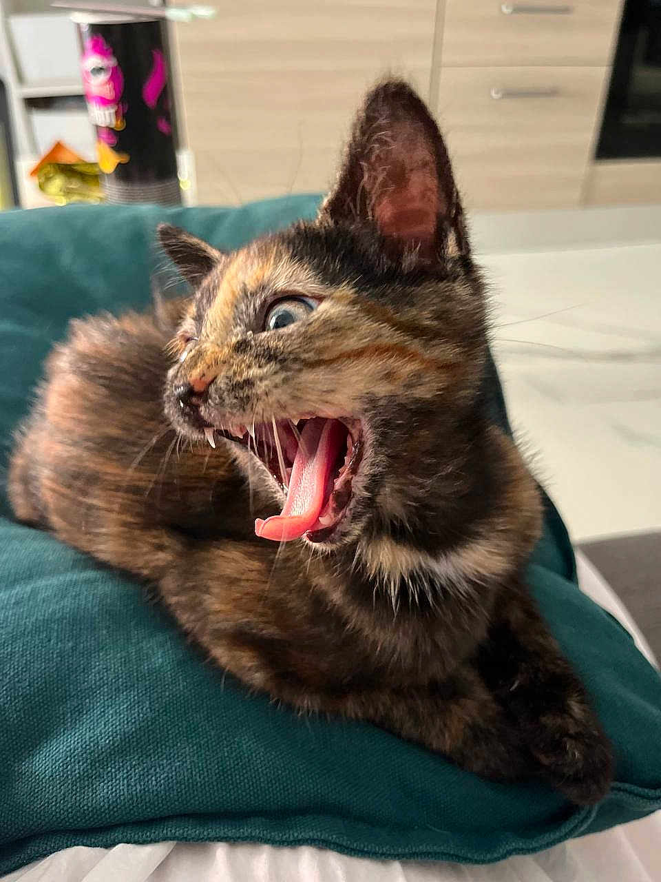 Alice participe au concours pour gagner de l'argent avec cette photo : kitten, cat, tortoiseshell, pet, tongue, mouth_open, teeth, cushion, indoor, furniture, kitchen, can, food_container, fur, animal, cute, young, resting, expression, home
