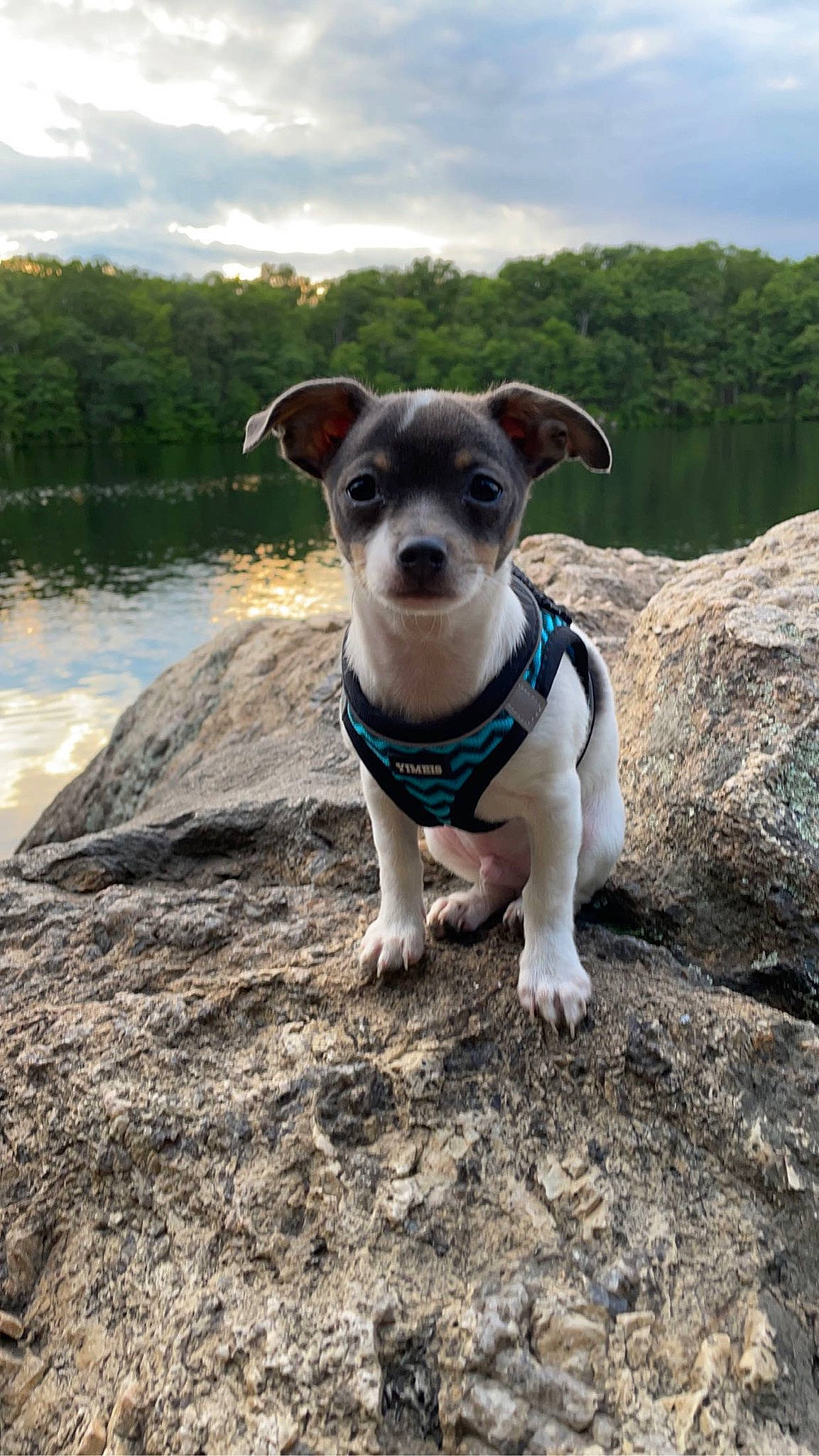 Emmitt is registered to the contest to win money with this photo: adventure, canidae, carnivore, cloud, collar, companion_dog, dog, dog_breed, fawn, landscape, pet_supply, plant, recreation, sky, snout, soil, sporting_group, tree, water, working_animal