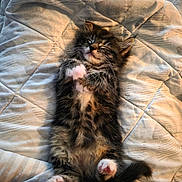Ella joined the competition — help win amazing prizes! cat, kitten, pet, feline, fluffy, long_hair, tabby, brown, black, white, sleepy, relaxed, lying_down, belly_up, raised_paw, pink_paws, whiskers, tail, bed, blanket