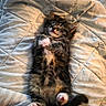 cat, kitten, pet, feline, fluffy, long_hair, tabby, brown, black, white, sleepy, relaxed, lying_down, belly_up, raised_paw, pink_paws, whiskers, tail, bed, blanket