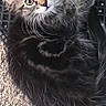 Ella is registered to the contest to win money with this photo: cat, kitten, fluffy, long_hair, gray_fur, black_fur, green_eyes, blue_eyes, whiskers, animal, pet, curious, lying_down, indoor, carpet, mat, close_up, portrait, cute, feline