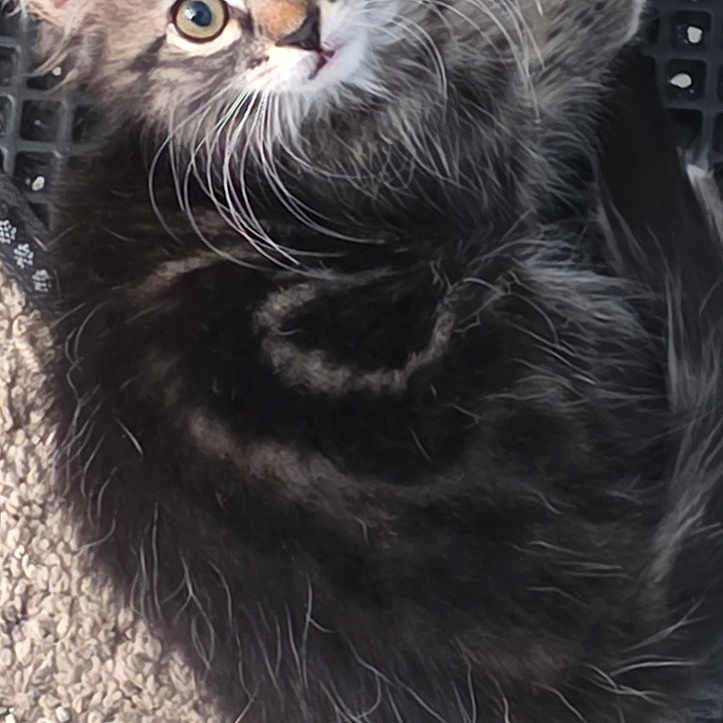 Ella is registered to the contest to win money with this photo: cat, kitten, fluffy, long_hair, gray_fur, black_fur, green_eyes, blue_eyes, whiskers, animal, pet, curious, lying_down, indoor, carpet, mat, close_up, portrait, cute, feline