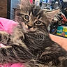 Ella is registered to the contest to win money with this photo: cat, kitten, long_hair, fluffy, furry, gray, black, brown, tabby, whiskers, ears, eyes, nose, lying_down, relaxed, pet, indoor, blanket, pink, household_items