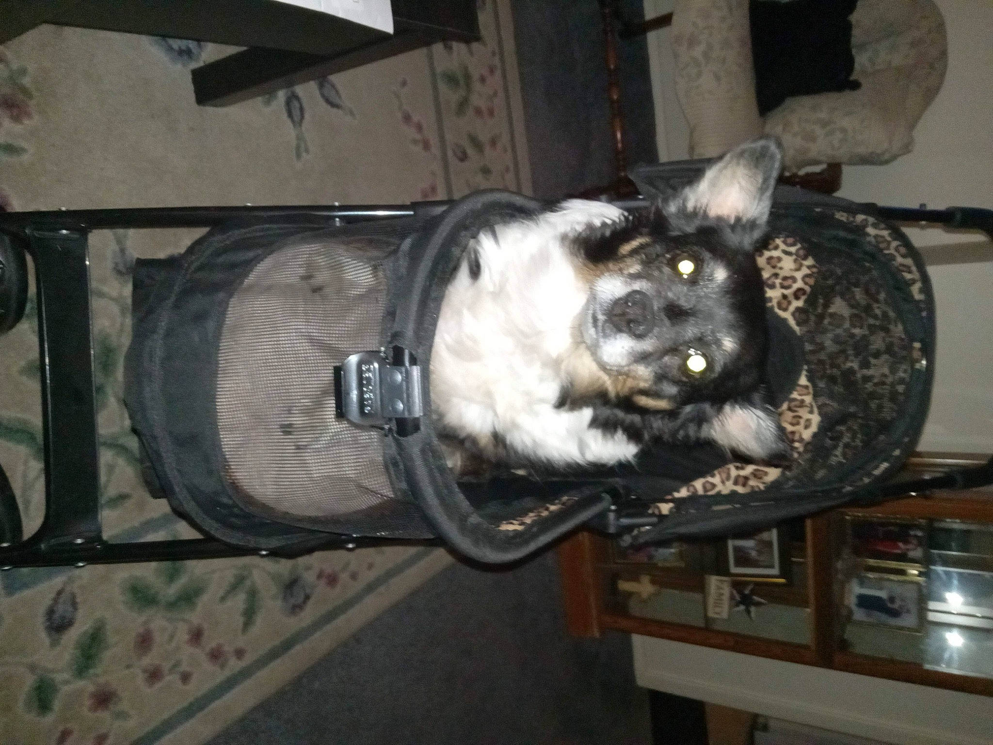 Dora is registered to the contest to win money with this photo: auto_part, automotive_tire, bicycle_tire, bicycle_wheel, canidae, carnivore, companion_dog, dog, dog_breed, felidae, fur, gas, picture_frame, rim, snout, sporting_group, tail, tire, whiskers, working_animal