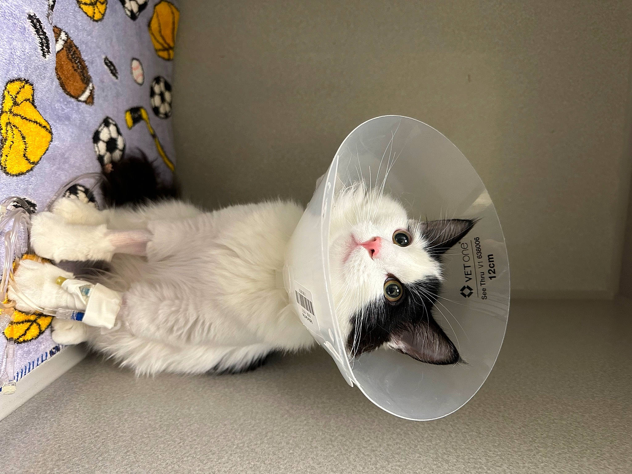 Shoelaces joined the competition — help win amazing prizes! canidae, carnivore, cat, cat_toy, claw, comfort, companion_dog, dog_breed, domestic_short_haired_cat, fang, felidae, fur, paw, photo_caption, small_to_medium_sized_cats, snout, tail, whiskers