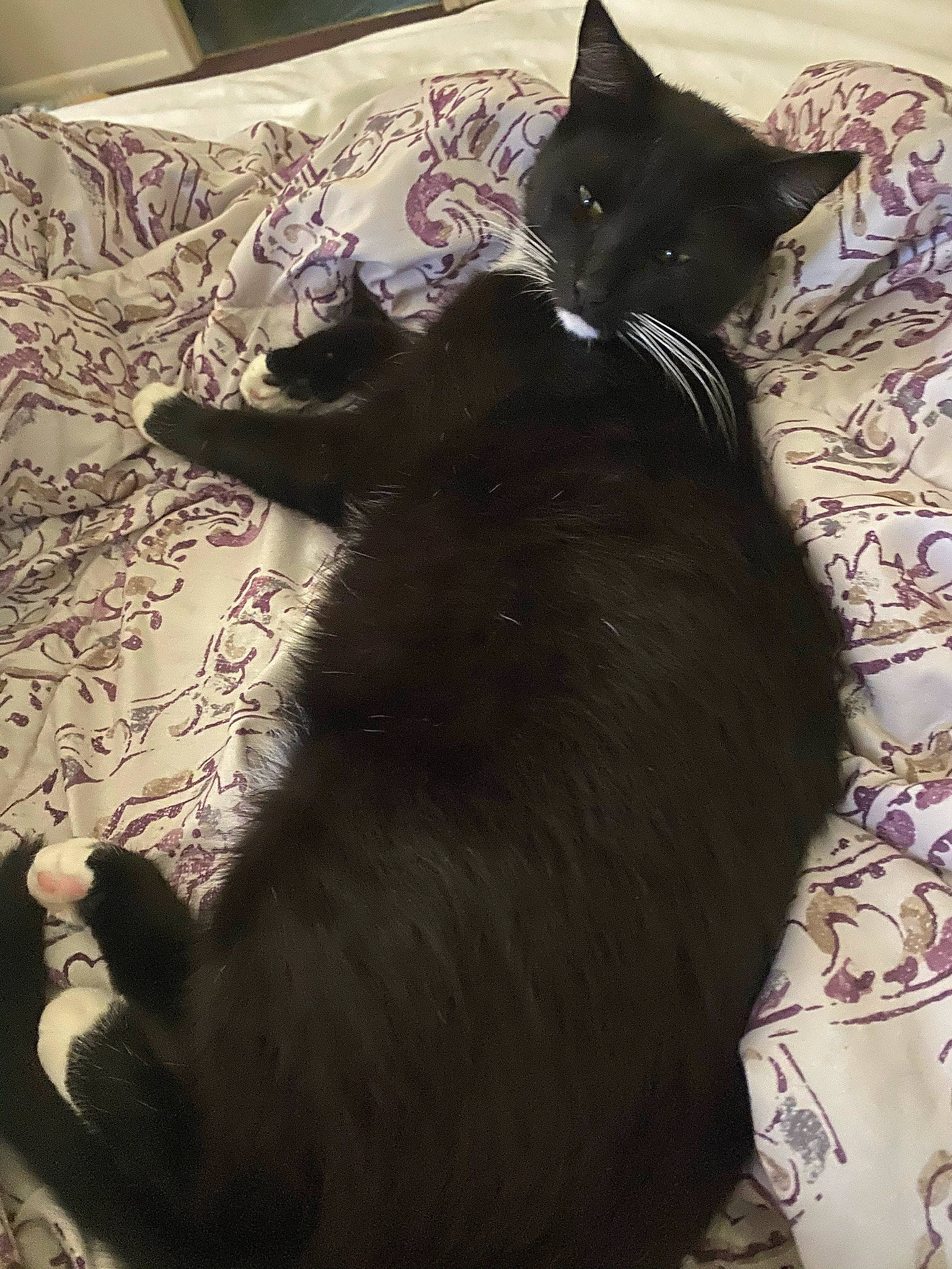 Panther is registered to the contest to win money with this photo: black_cat, bombay, carnivore, cat, claw, comfort, domestic_short_haired_cat, felidae, floor, flooring, fur, grey, linens, pattern, paw, shadow, small_to_medium_sized_cats, snout, tail, whiskers