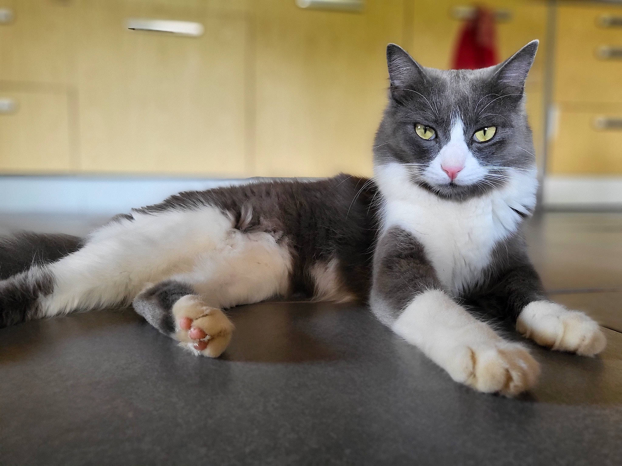 Ginger participe au concours pour gagner de l'argent avec cette photo : carnivore, cat, claw, domestic_short_haired_cat, felidae, floor, flooring, foot, fur, grey, hardwood, paw, sitting, small_to_medium_sized_cats, snout, tail, terrestrial_animal, whiskers