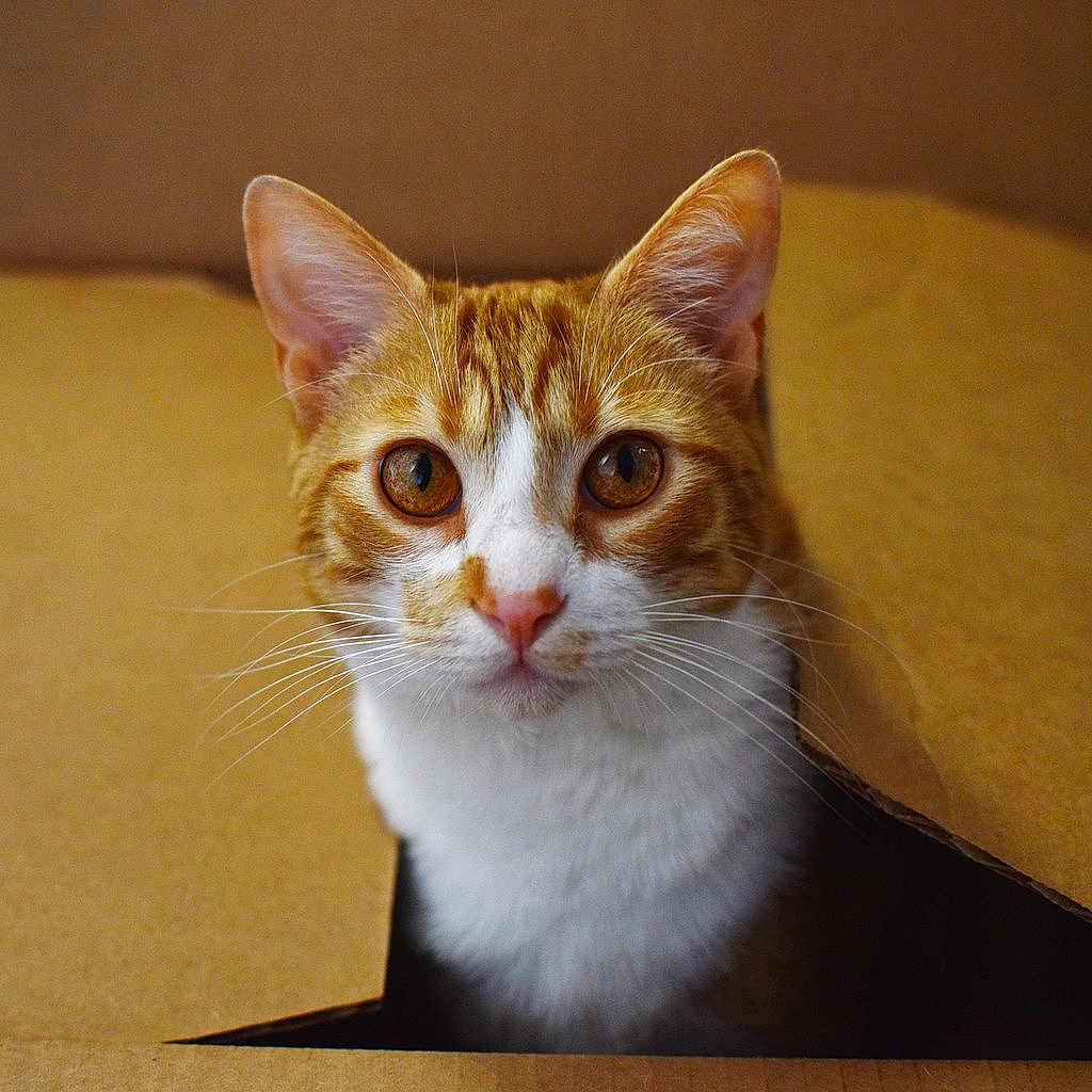 Caerlach joined the competition — help win amazing prizes! cat, orange_cat, white_fur, whiskers, cardboard_box, pet, animal, cute, curious, indoor, closeup, face, ears, eyes, feline, portrait, looking, tabby, domestic_cat, box