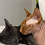 cat, gray_cat, hairless_cat, sleeping, snuggling, bed, white_bedspread, indoor, pet, friendship, cozy, animal, feline, nuzzling, cute, resting, domestic_cat, closeup, two_animals, companion