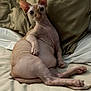 sphynx_cat, hairless_cat, cat, pet, indoor, bed, pillow, relaxed, animal, feline, ears, curious, looking, resting, flesh_tone, whiskers, paw, sleepy, cute, domestic_cat