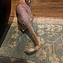 cat, hairless_cat, sphynx_cat, googly_eyes, rear_view, looking_back, indoor, rug, wooden_floor, pet, animal, funny, curious, furniture, tail, close_up, domestic, mammal, playful, household