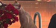 Dobby joined the competition — help win amazing prizes! cat, flowers, kitchen, counter, vase, red_flowers, curious, pet, indoor, orange_tiles, faucet, sink, domestic, animal, standing, sniffing, home, decor, person_partial, bottle