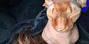 Dobby is registered to the contest to win money with this photo: animal, cat, close_up, closeup, cozy, dark_background, domestic_animal, ears, feline, hairless_cat, human_hair, indoor, pet, portrait, resting, skin, sleeping, soft_light, sphynx_cat, wrinkles