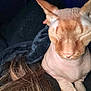 Dobby is registered to the contest to win money with this photo: sphynx_cat, hairless_cat, cat, pet, animal, indoor, closeup, feline, ears, skin, wrinkles, resting, sleeping, domestic_animal, cozy, dark_background, human_hair, soft_light, portrait, close_up