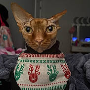 Dobby is registered to the contest to win money with this photo: cat, hairless_cat, sweater, christmas, holiday, reindeer_pattern, pet, indoor, blanket, cozy, closeup, feline, portrait, animal, warm, cute, soft_lighting, focused, sitting, decor