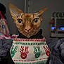 cat, hairless_cat, sweater, christmas, holiday, reindeer_pattern, pet, indoor, blanket, cozy, closeup, feline, portrait, animal, warm, cute, soft_lighting, focused, sitting, decor