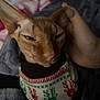 Dobby is registered to the contest to win money with this photo: cat, sphynx_cat, pet, hand, sweater, close_up, indoor, blanket, cozy, sleepy, animal, feline, domestic_animal, furless, cute, warm, comfort, resting, portrait, holiday