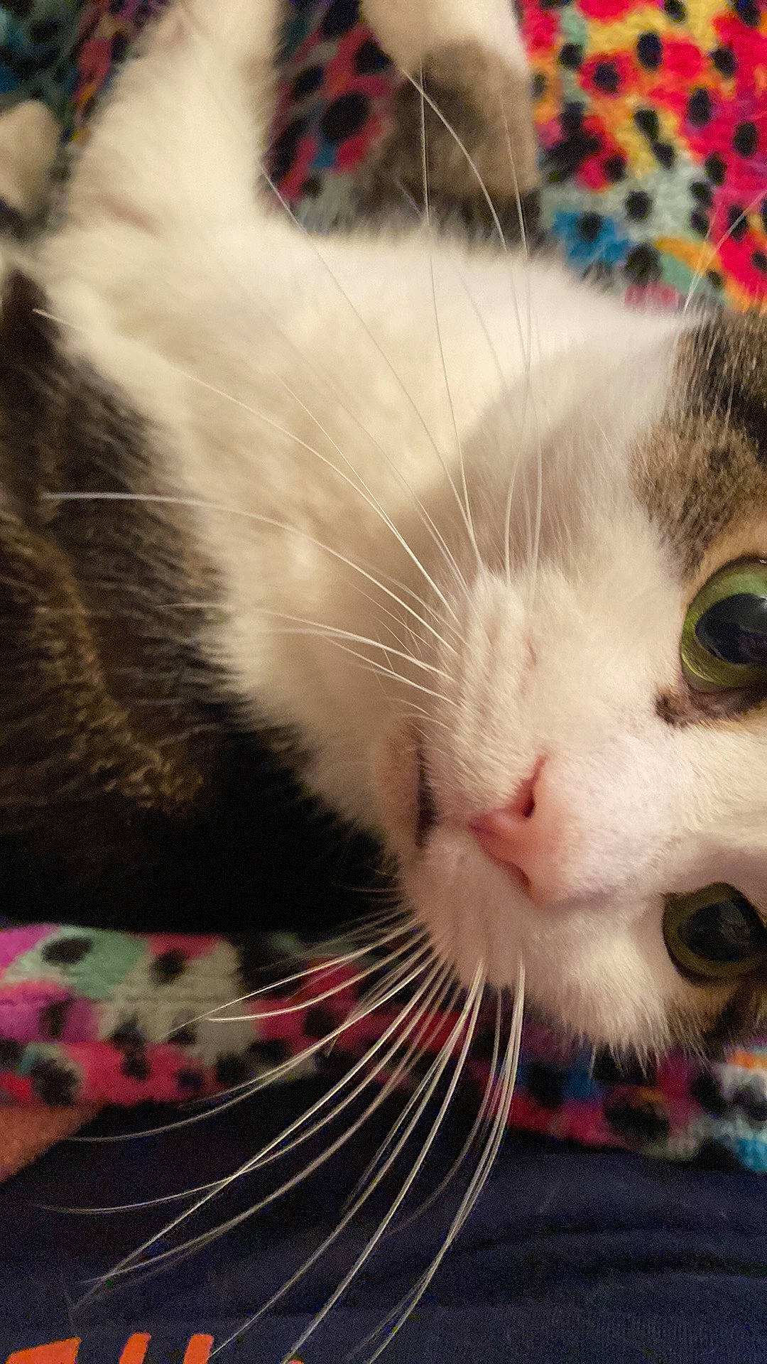 Rio joined the competition — help win amazing prizes! carnivore, cat, claw, comfort, domestic_short_haired_cat, felidae, foot, fur, nose, paw, small_to_medium_sized_cats, snout, tail, whiskers