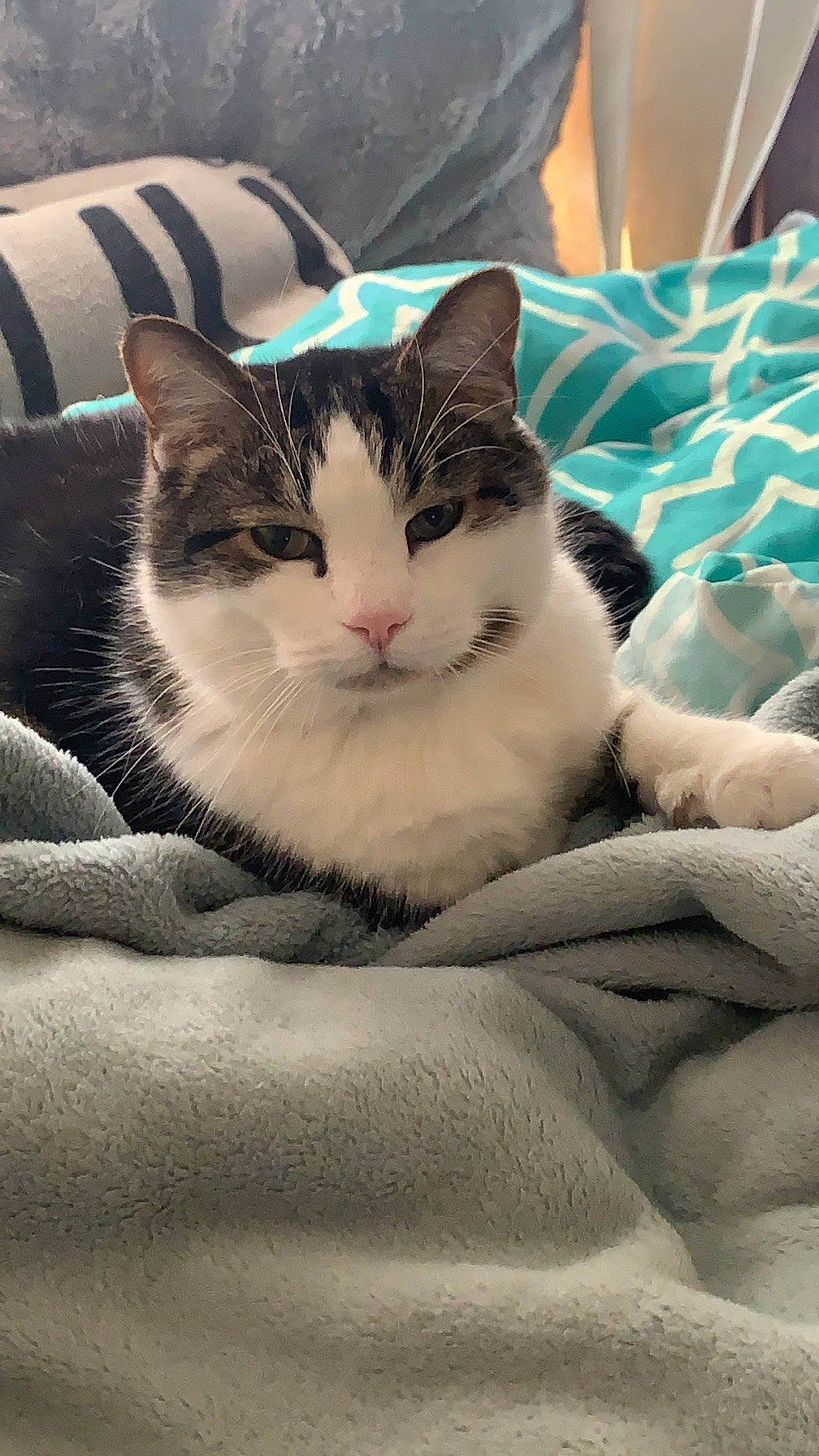 Rio joined the competition — help win amazing prizes! carnivore, cat, comfort, domestic_short_haired_cat, felidae, fur, grey, linens, monochrome_photography, nap, paw, sitting, small_to_medium_sized_cats, snout, tableware, tail, terrestrial_animal, textile, tree, whiskers