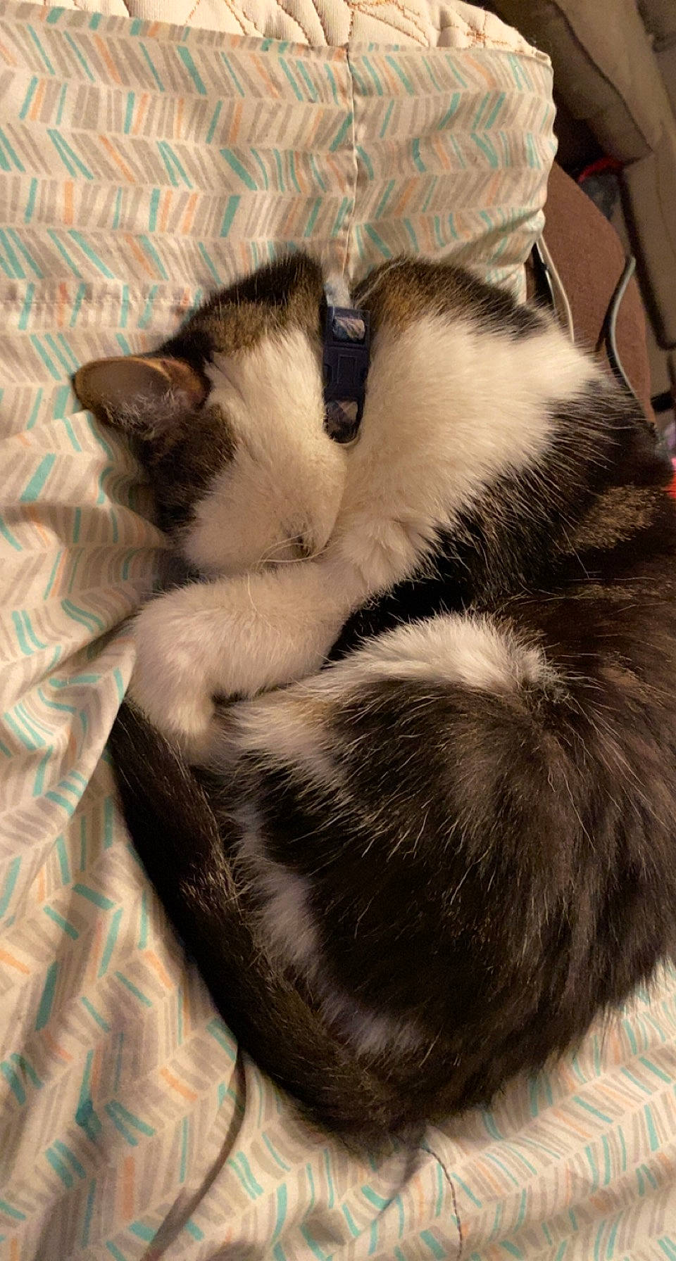 Rio is registered to the contest to win money with this photo: canidae, carnivore, cat, claw, cloud, comfort, companion_dog, dog_breed, domestic_short_haired_cat, felidae, fur, nap, paw, sleep, small_to_medium_sized_cats, snout, sporting_group, tail, terrestrial_animal, whiskers