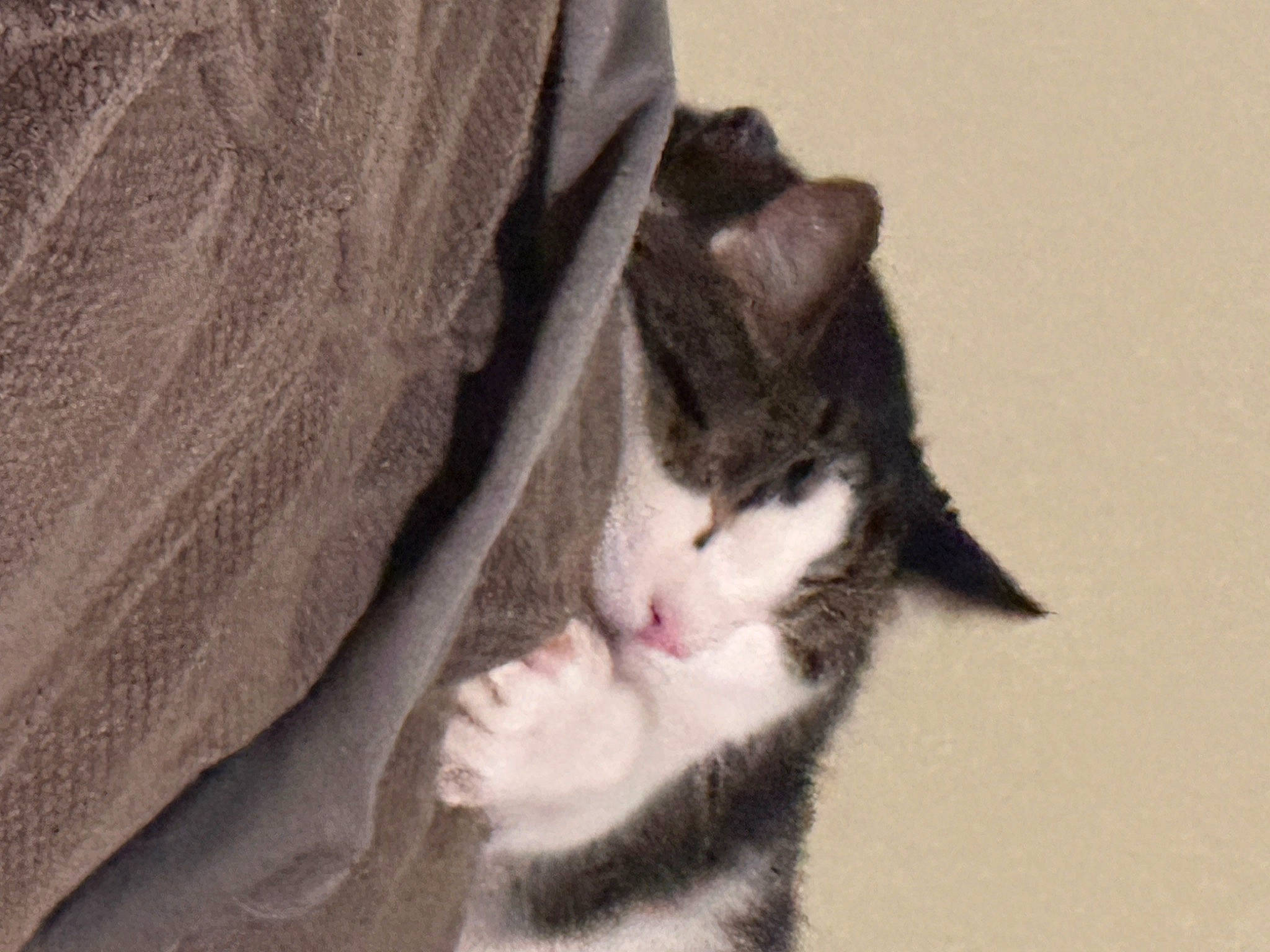 Rio joined the competition — help win amazing prizes! carnivore, cat, comfort, domestic_short_haired_cat, felidae, fur, paw, small_to_medium_sized_cats, snout, tail, whiskers, window