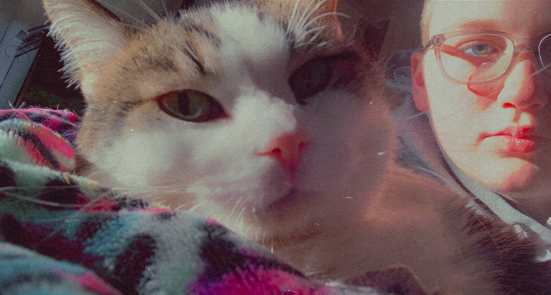 Rio joined the competition — help win amazing prizes! art, carnivore, cat, close_up, domestic_short_haired_cat, ear, eyelash, fawn, felidae, fur, iris, mammal, nose, paw, photo_caption, selfie, small_to_medium_sized_cats, snout, tree, whiskers