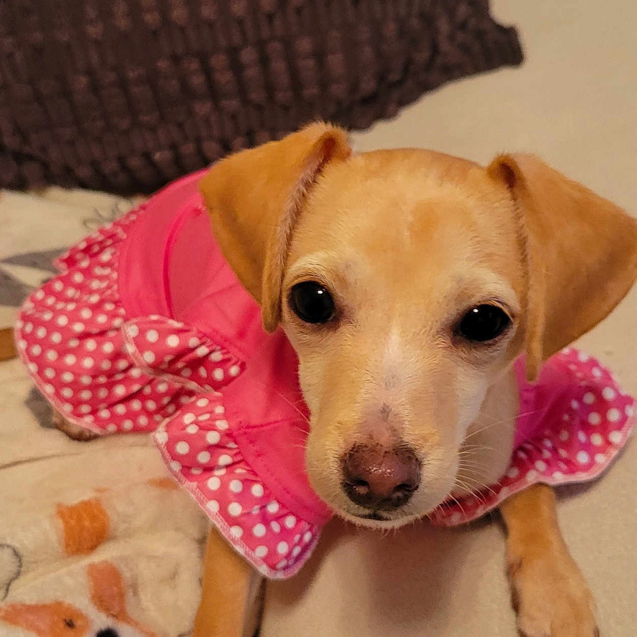 Bella is registered to the contest to win money with this photo: animal, blanket, brown_pillow, couch, cute, dog, ears, face, fur, indoor, looking_at_camera, nose, paw, pet, pink_dress, polka_dot, puppy, sitting, small_dog, soft_furniture