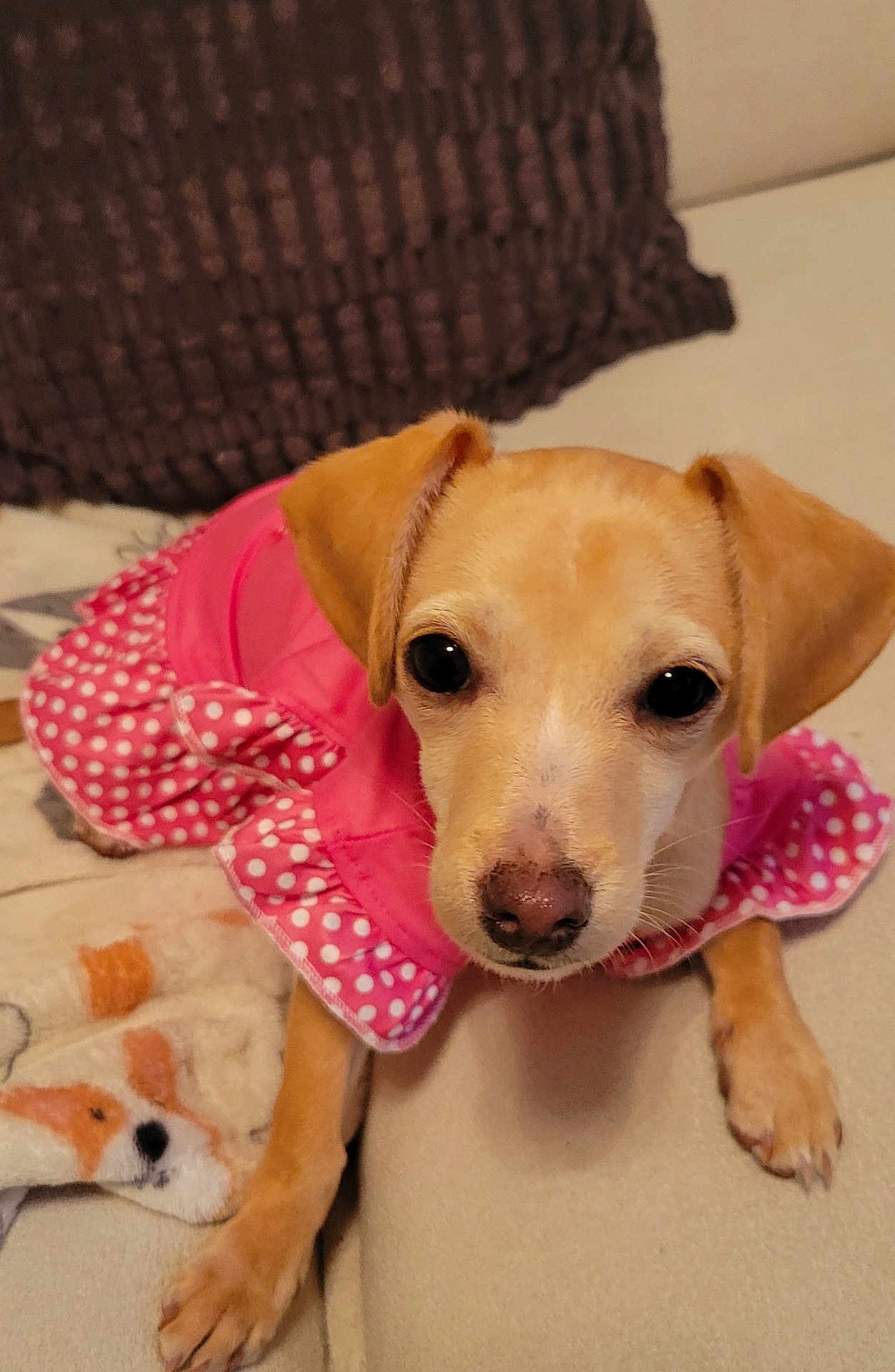 Bella is registered to the contest to win money with this photo: dog, puppy, pink_dress, polka_dot, couch, blanket, brown_pillow, pet, cute, small_dog, indoor, looking_at_camera, animal, fur, ears, nose, paw, face, sitting, soft_furniture