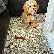 Hazel is registered to the contest to win money with this photo: adorable, animal, bone, bow, brown, carpet, collar, companion, cute, dog, floor, fluffy, home, indoor, looking_up, pet, puppy, small, toy, waiting
