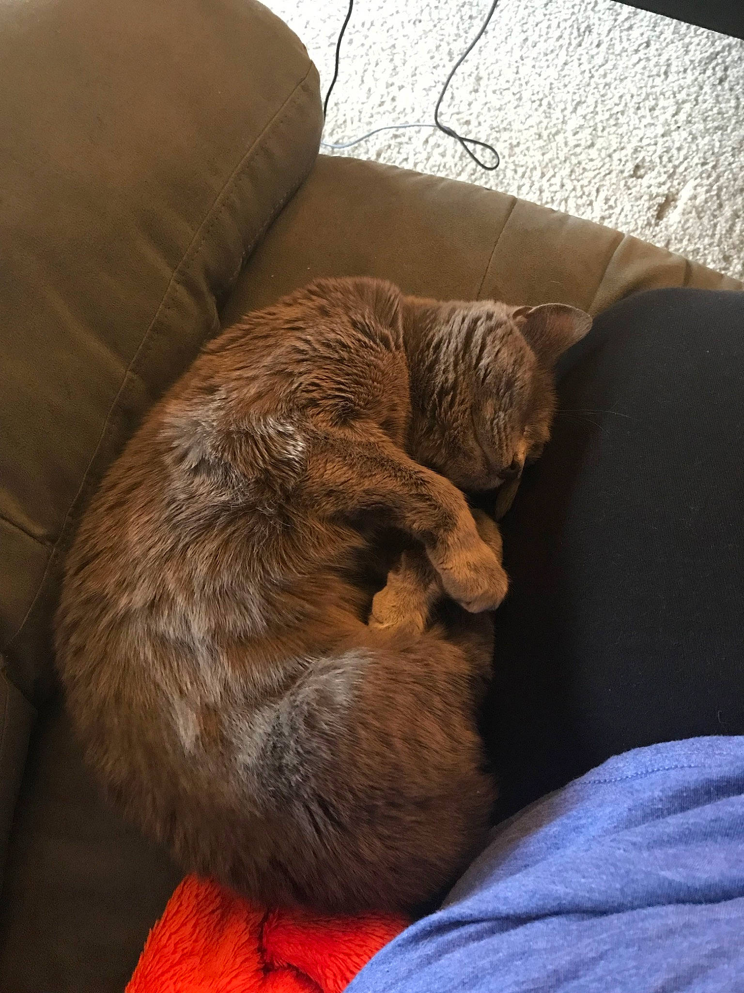 Elle is registered to the contest to win money with this photo: canidae, carnivore, cat, comfort, felidae, fur, furniture, nap, sleep, small_to_medium_sized_cats, snout, sporting_group, whiskers