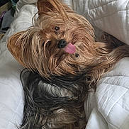 Teddy is registered to the contest to win money with this photo: dog, yorkshire_terrier, pet, tongue_out, fur, blanket, white, cute, small_dog, cozy, playful, animal, sleeping_area, indoor, fur_texture, resting, companion, adorable, tongue, relaxed